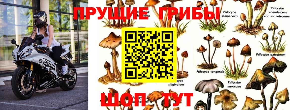 Псилоцибиновые грибы мухоморы  Вход с VPN  Галлюциногенные грибы мухоморы  Отрадный 